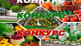 КОНКУРС «МОЙ БОГАТЫЙ УРОЖАЙ!»